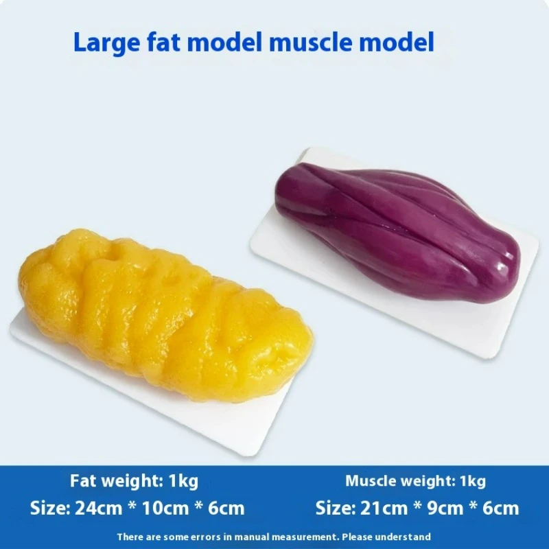인간 근육 및 지방 모형 건강 및 체중 감량 영양 및  - Fitness With Nutrition 리뷰 및 가격