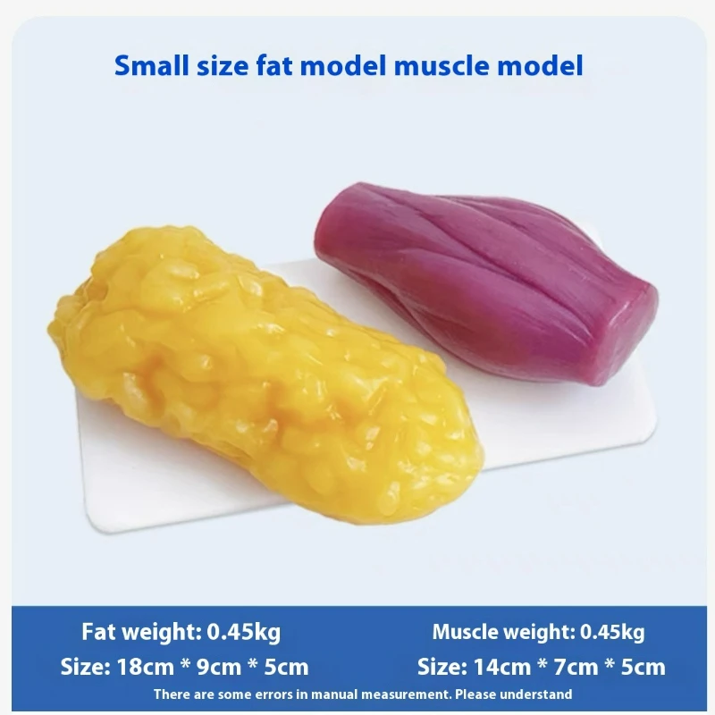 인간 근육 및 지방 모형 건강 및 체중 감량 영양 및  - Fitness With Nutrition 리뷰 및 가격